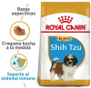 Shih Tzu Puppy